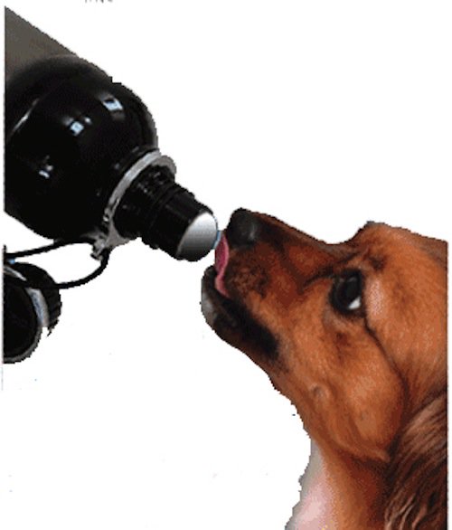 dog-bottle
