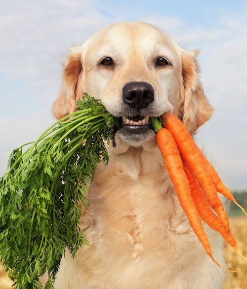 dog-carrots