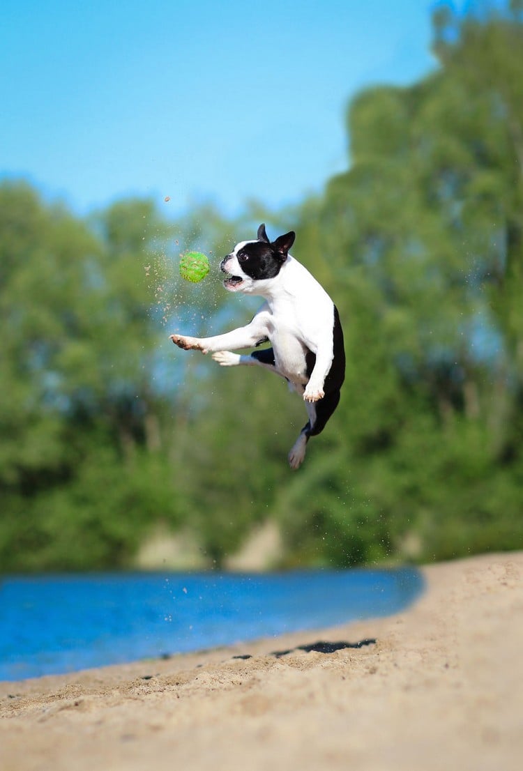 dog jumping ball sand