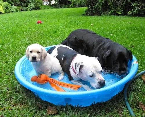 dog-pool