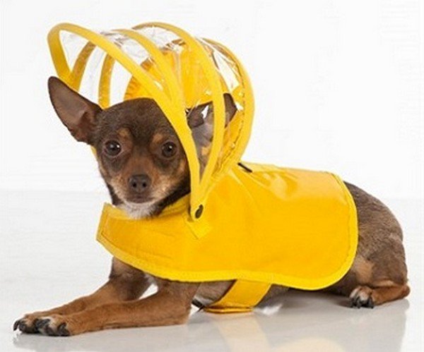 dog raincoat