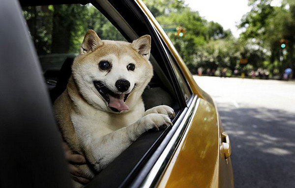 dog smiling car