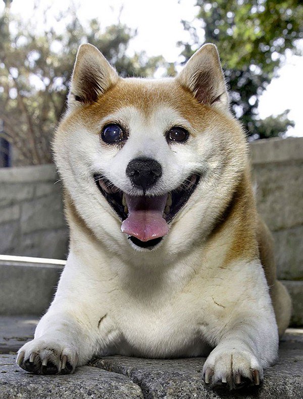 dog smiling laying down