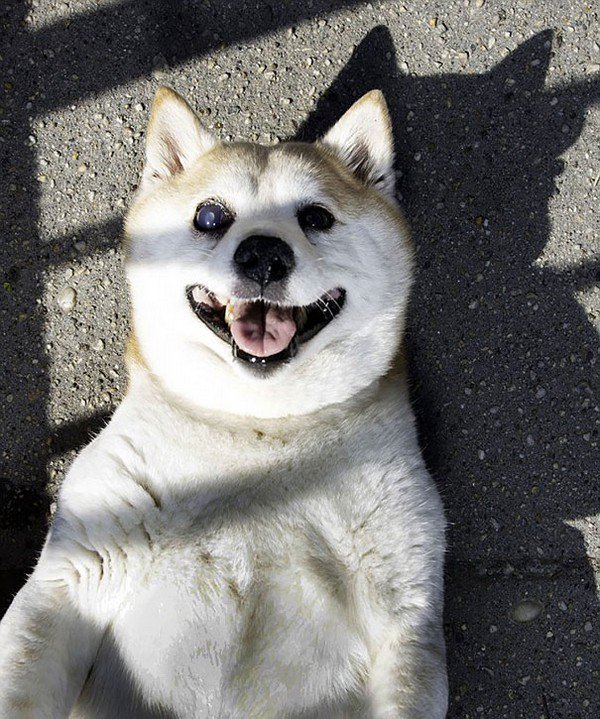 dog smiling laying down