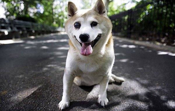 dog smiling road