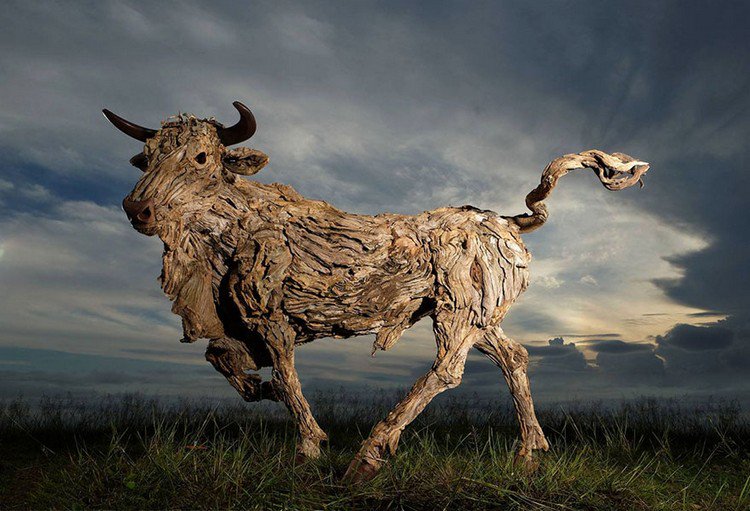 driftwood bull
