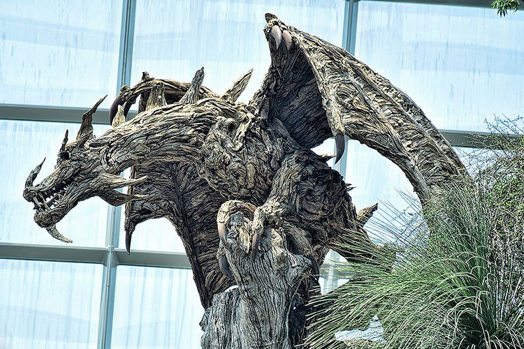 driftwood dragon plant