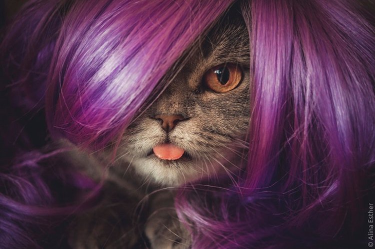 einstein-cat-melissa-purple