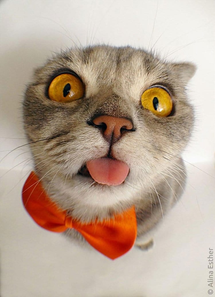 einstein-cat-melissa-tongue