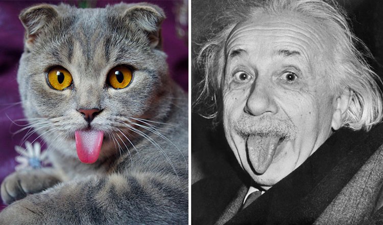 einstein-cat-melissa-top