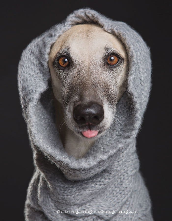 elke-dog-shawl