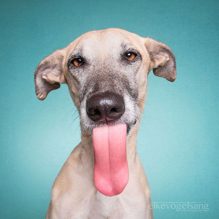 elke-dog-tongue-two
