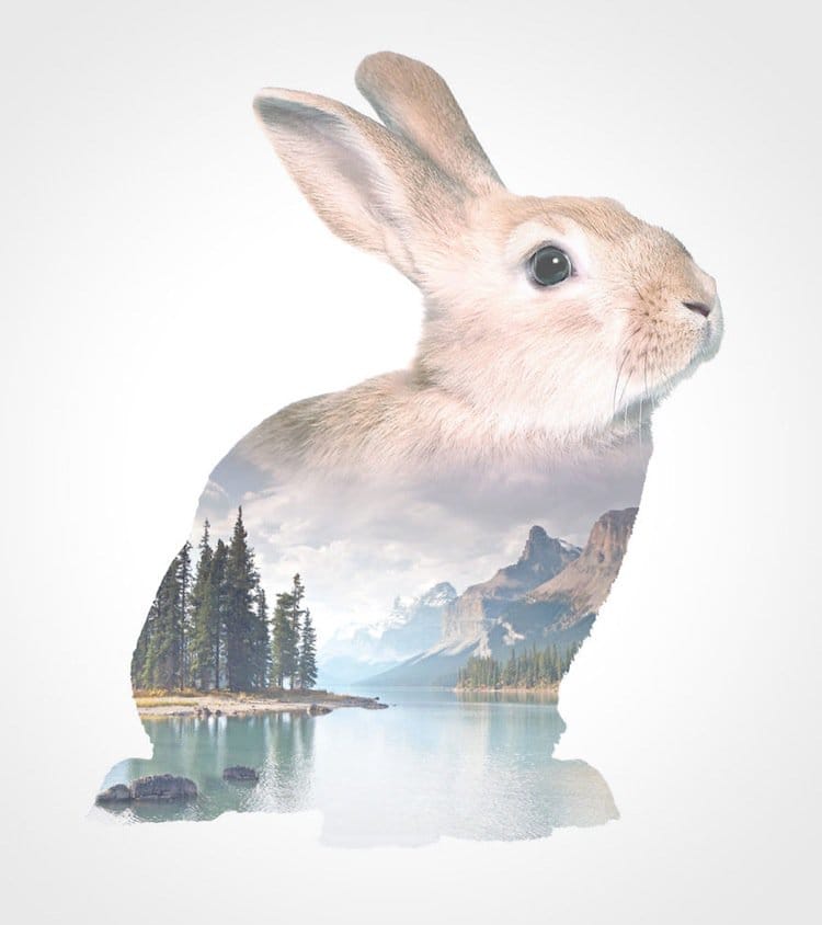 fauna-bunny