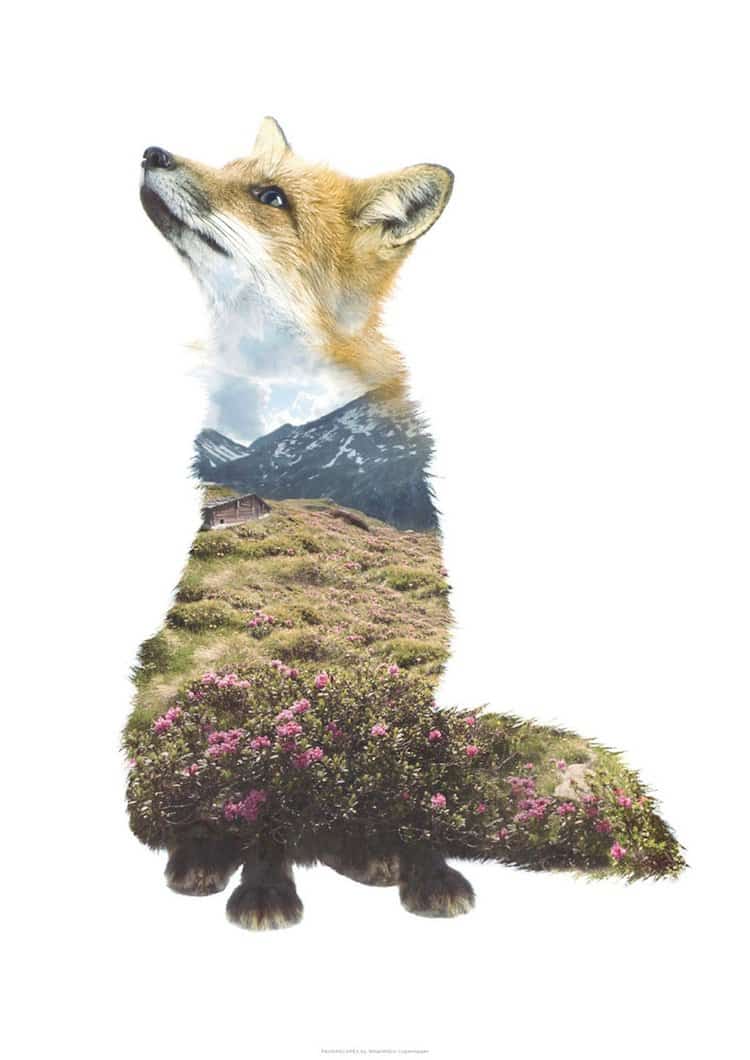 fauna-fox