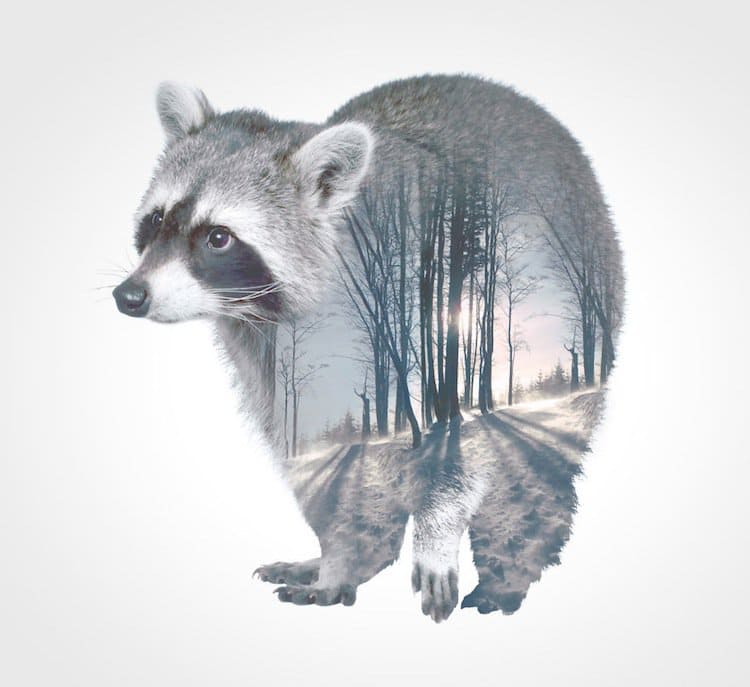 fauna-raccoon