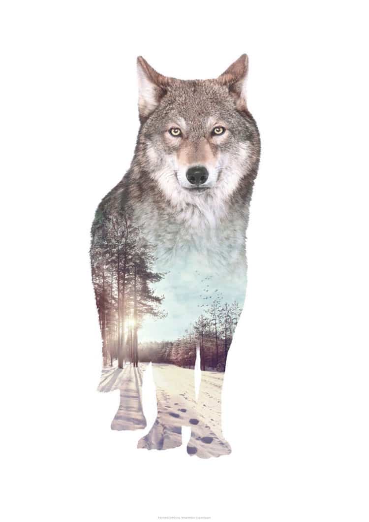 fauna-wolf
