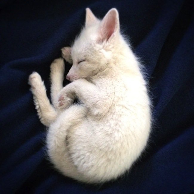 fox-curled