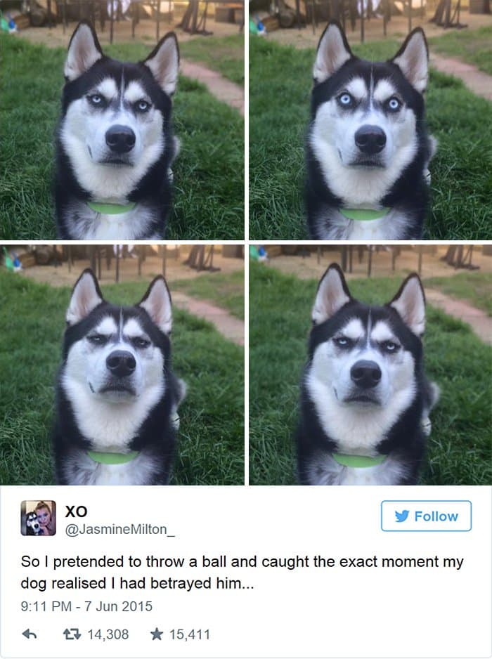 husky not amused