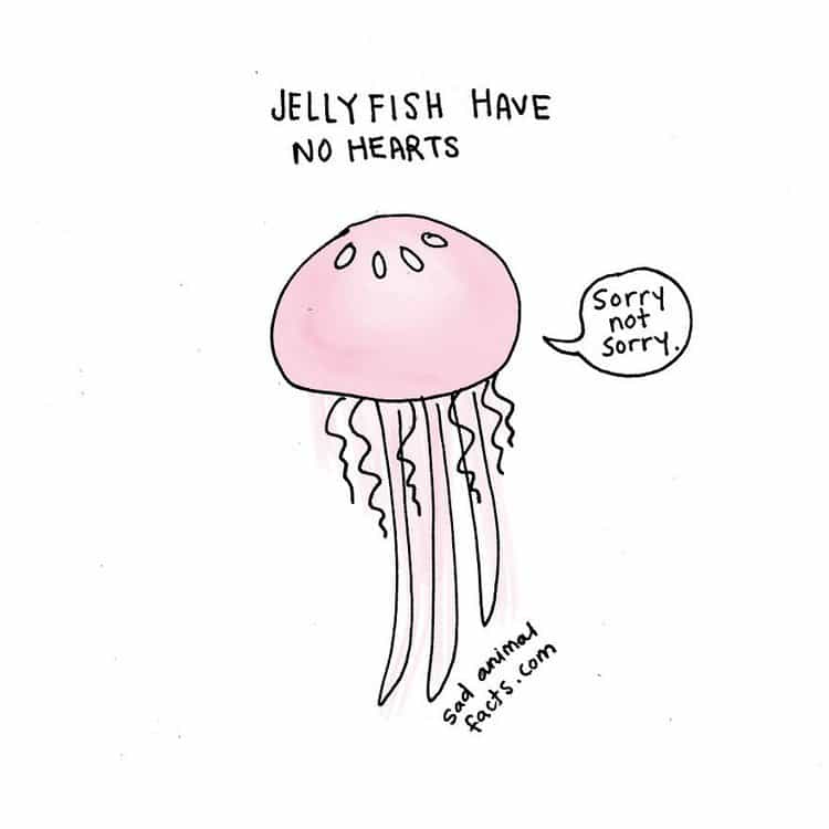 jellyfish fact