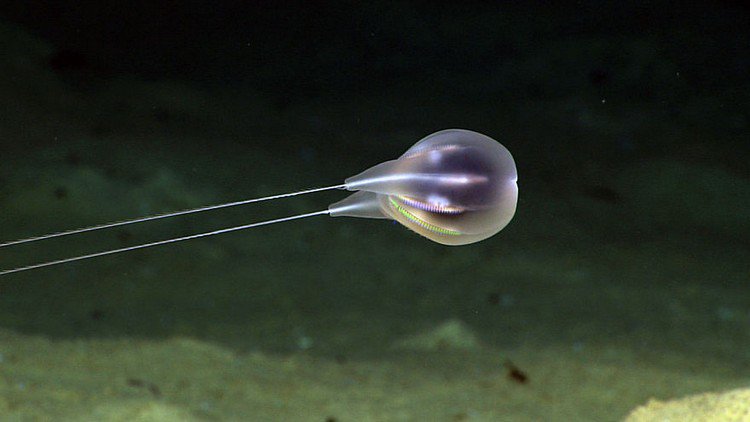 long tentacle jellyfish