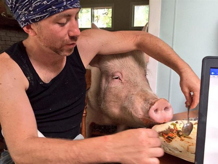 man feeding pig