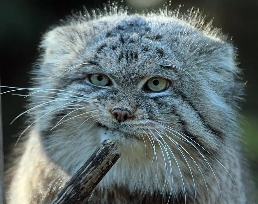 manul-cute