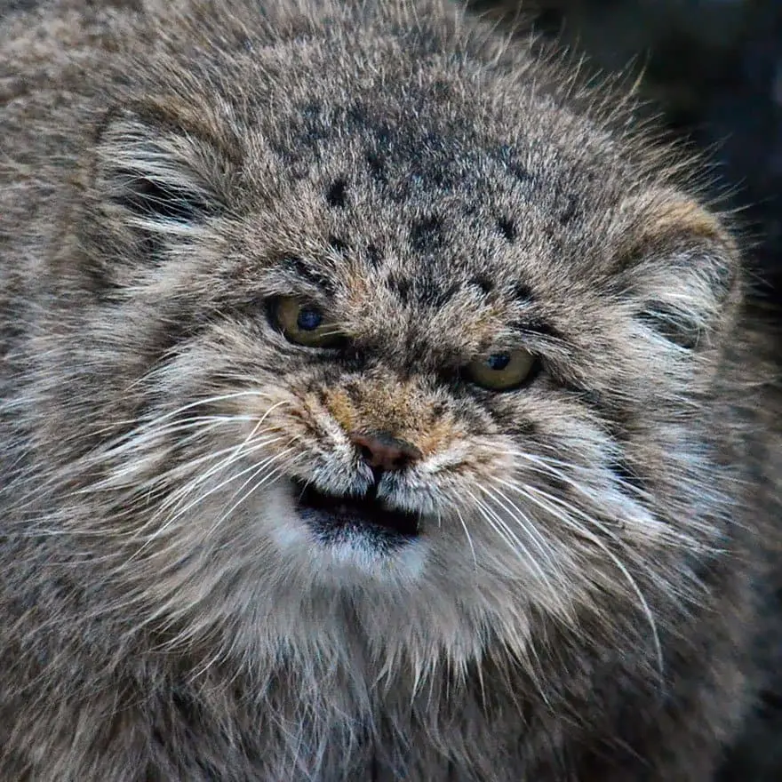 manul-eyes-two