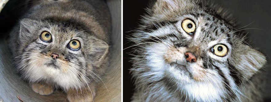 manul-eyes