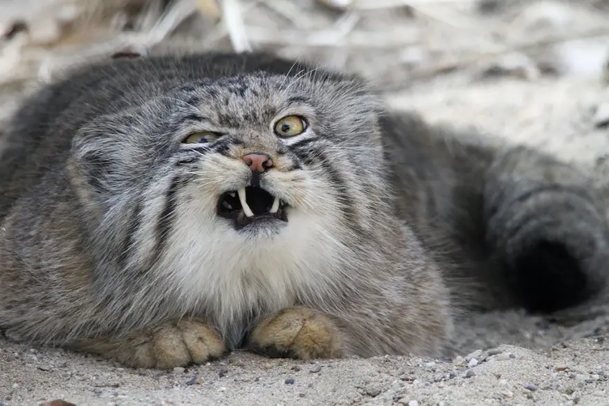 manul-face