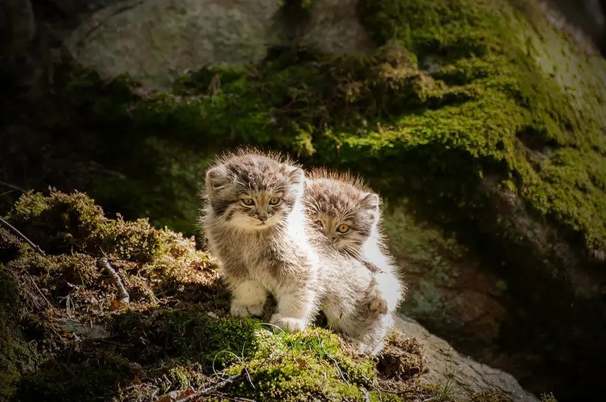 manul-kittens-two