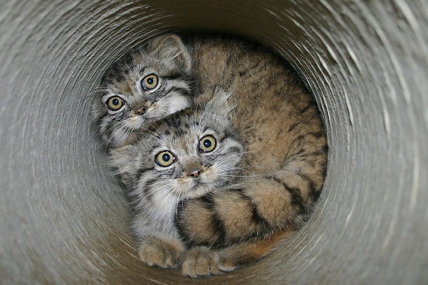 manul-kittens