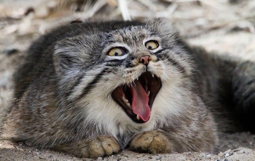 manul-mouth