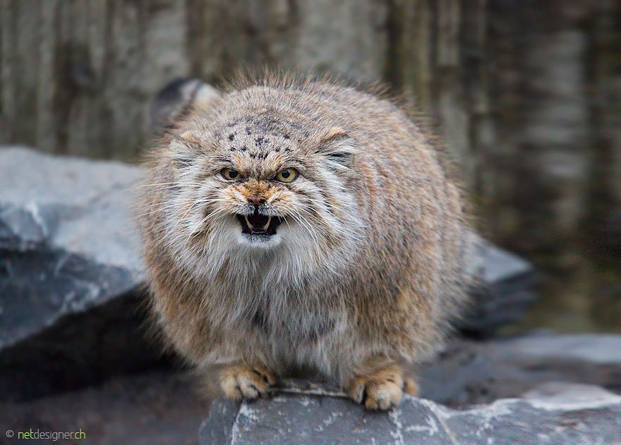 Marumaru Manul