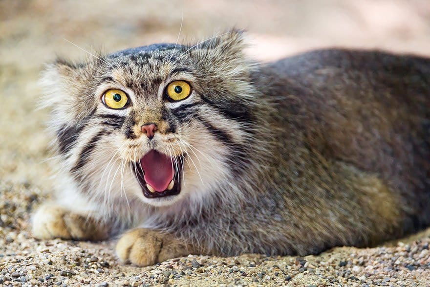 manul-surprised