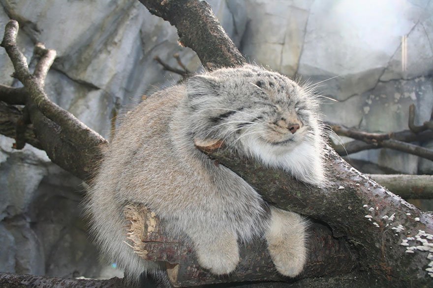 manul-tree