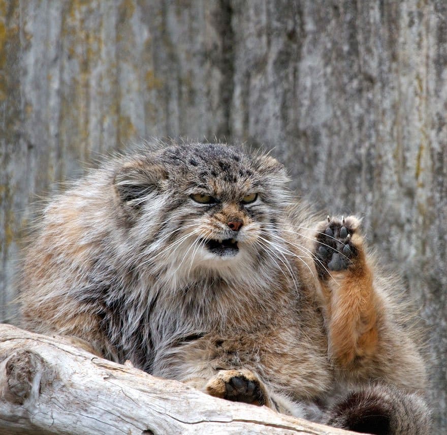 manul