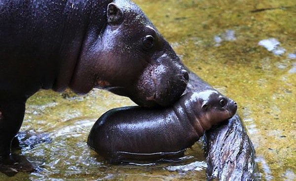 obi-hippo-afloat