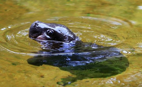 obi-hippo-cute