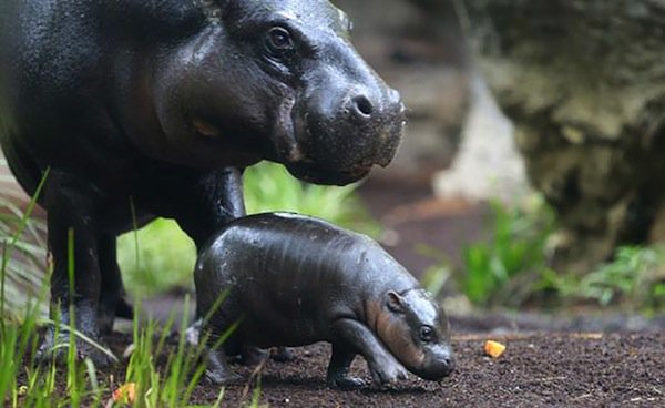 obi-hippo-pygmy