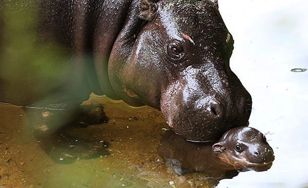 obi-hippo-swim-two