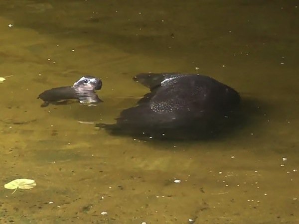 obi-hippo-swim