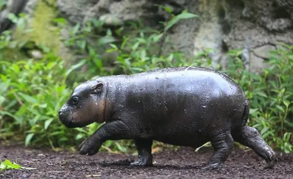 obi-hippo-walking