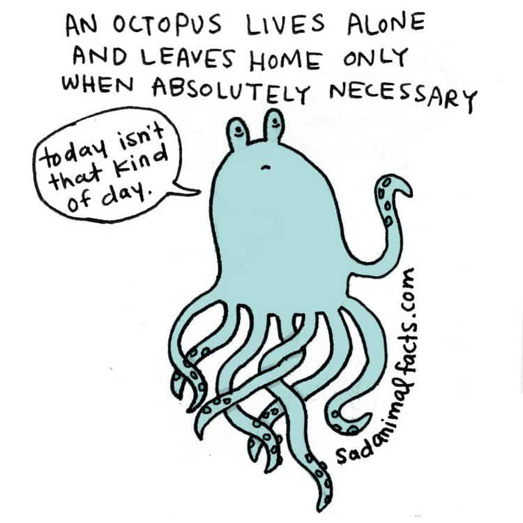 octopus fact