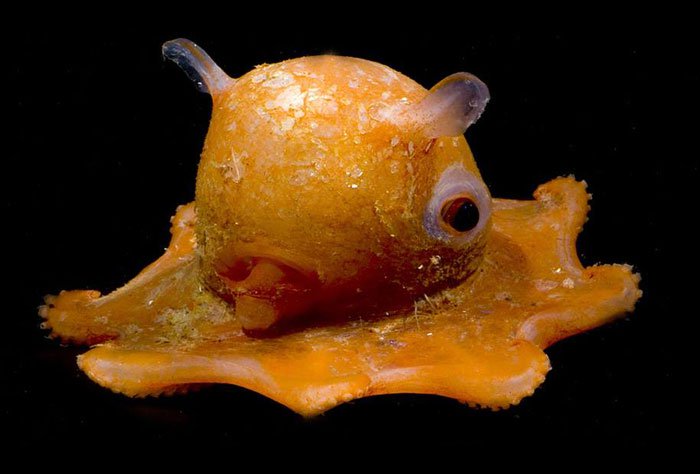 orange octopus close up
