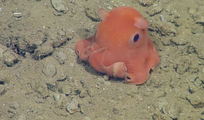 orange octopus