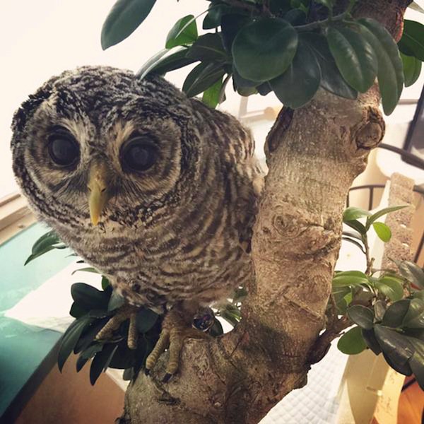 owl-cafe-three