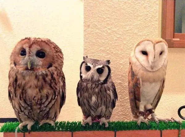 owl-three