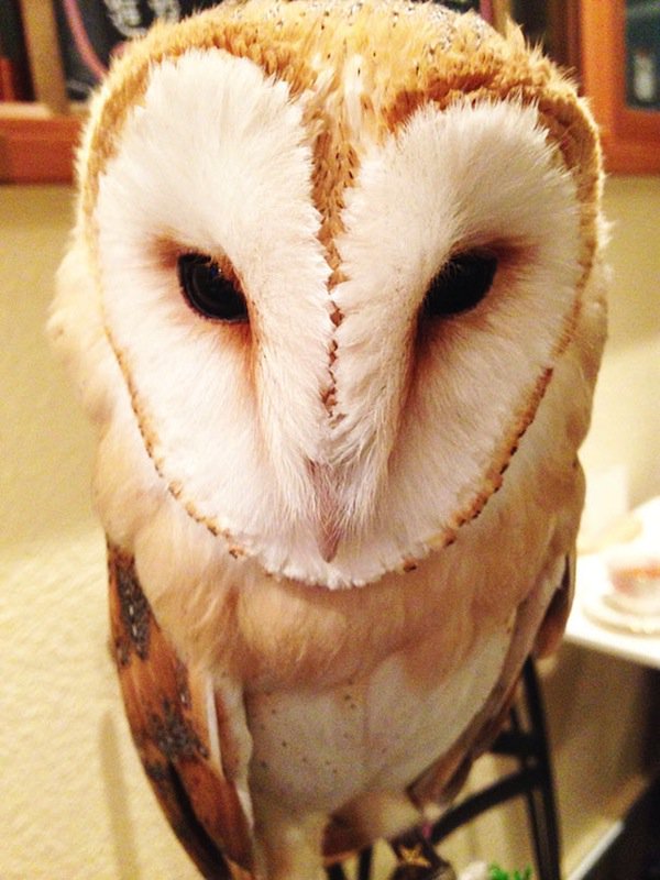 owl-white