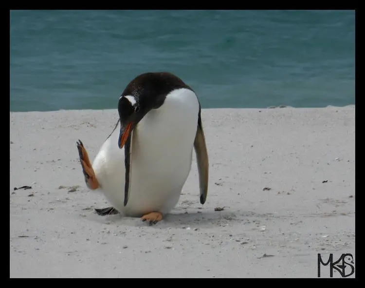 penguins-dance