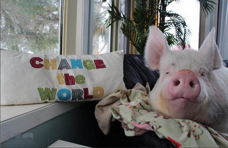 pig cushion